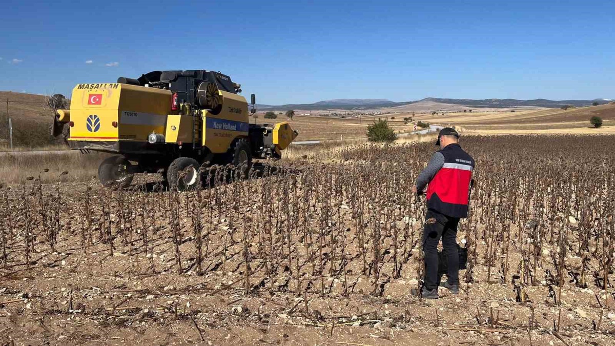 Kütahya Aslanapa'da yüzde 75 hibeli ayçiçeğinde hasat kontrolü yapıldı
