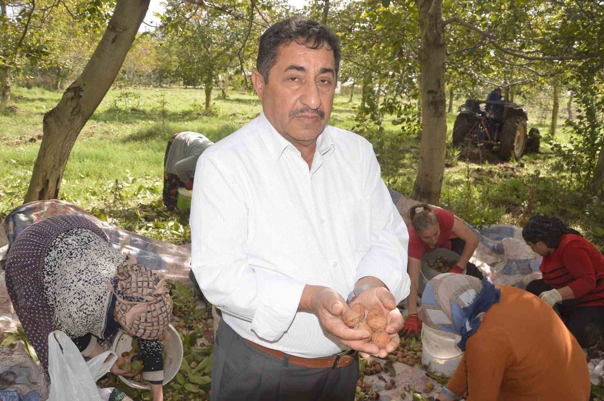 Tokat Niksar'da coğrafi işaretli ceviz hasadı başladı, 2 bin ton rekolte bekleniyor