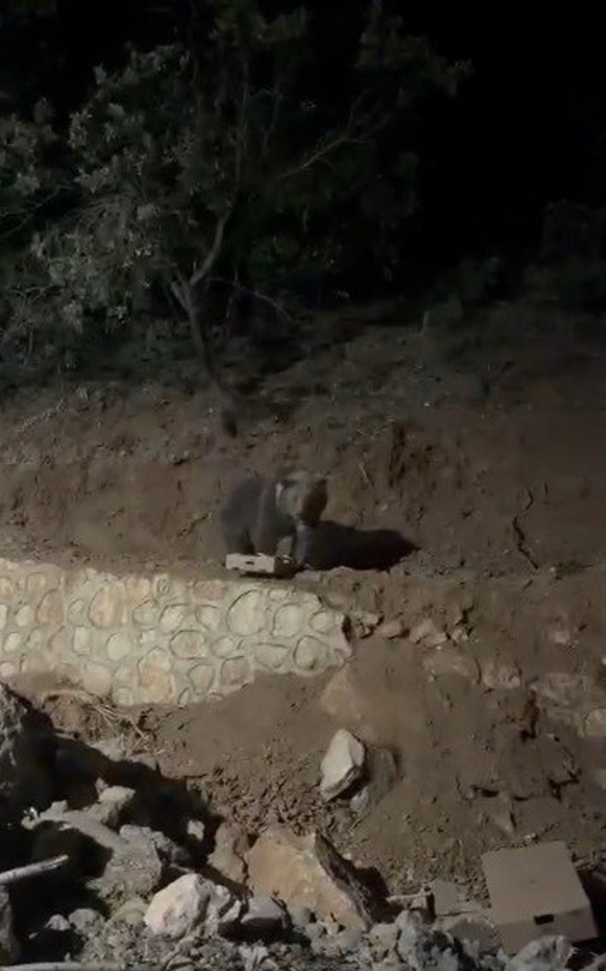 Tunceli Ovacık'ta yaklaşık 4 yıldır görülen ayı vatandaşlarca görüntülendi