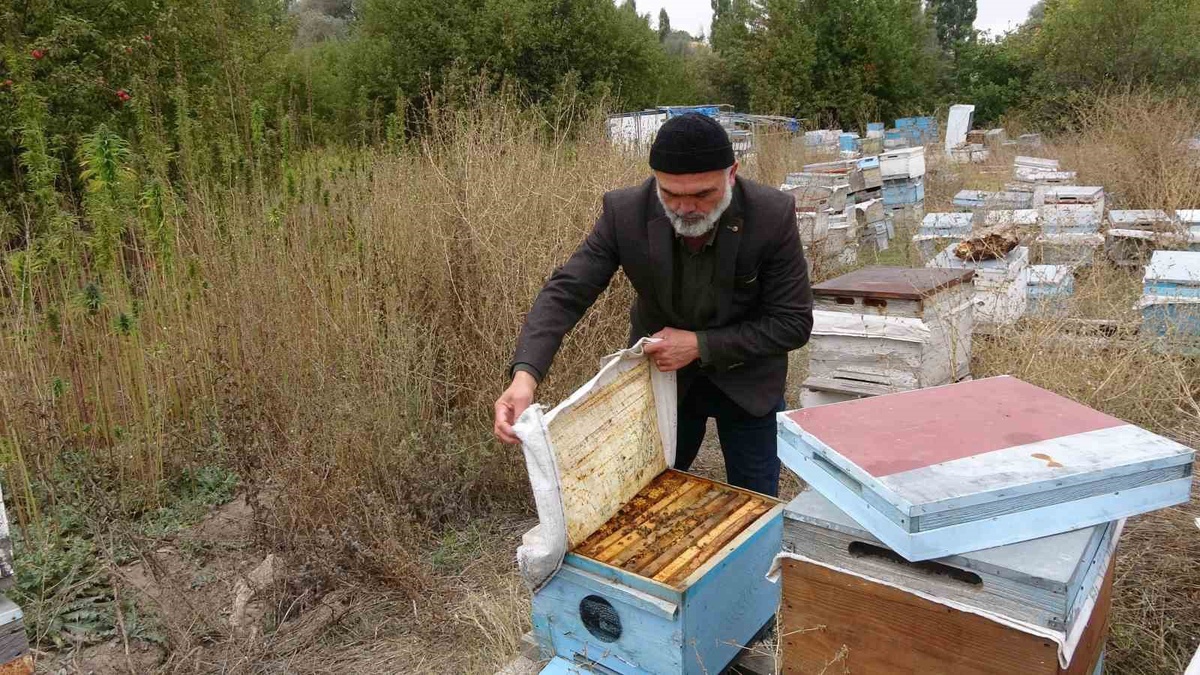 Yozgat Sorgun'da kenevir tarlası yanındaki arılıkta ilaçsız kenevir balı üretiliyor
