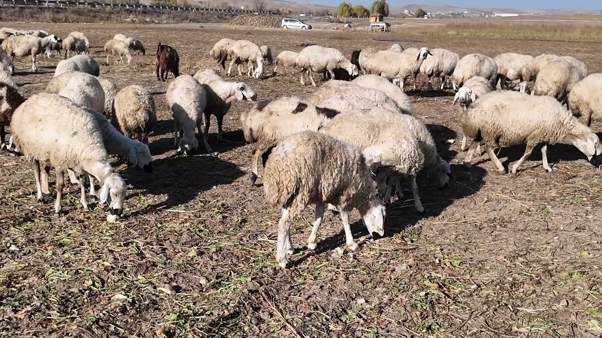 Yozgat'ta küçükbaş destek projesinde 5 aileye 95'er dişi, 5'er erkek hayvan verildi