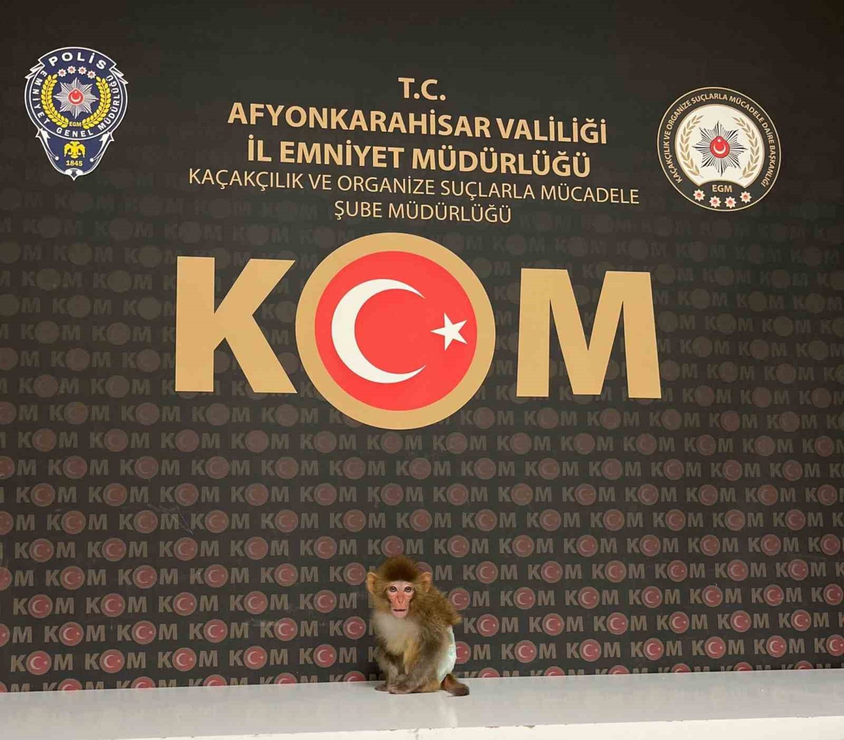 Afyonkarahisar'da ev baskınında nesli tükenmekte olan Rhesus Makak yakalandı