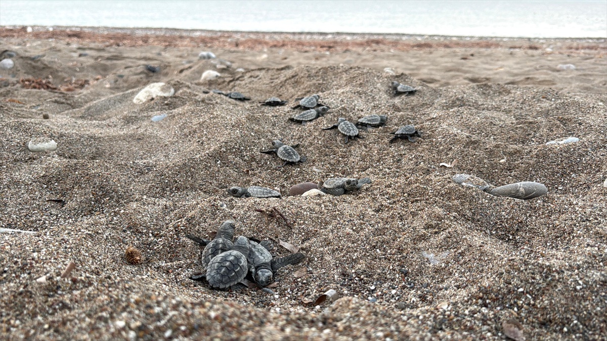 Antalya'da bu yıl 4 bin 400 caretta yuvasından yaklaşık 200 bin yavru denize ulaştı