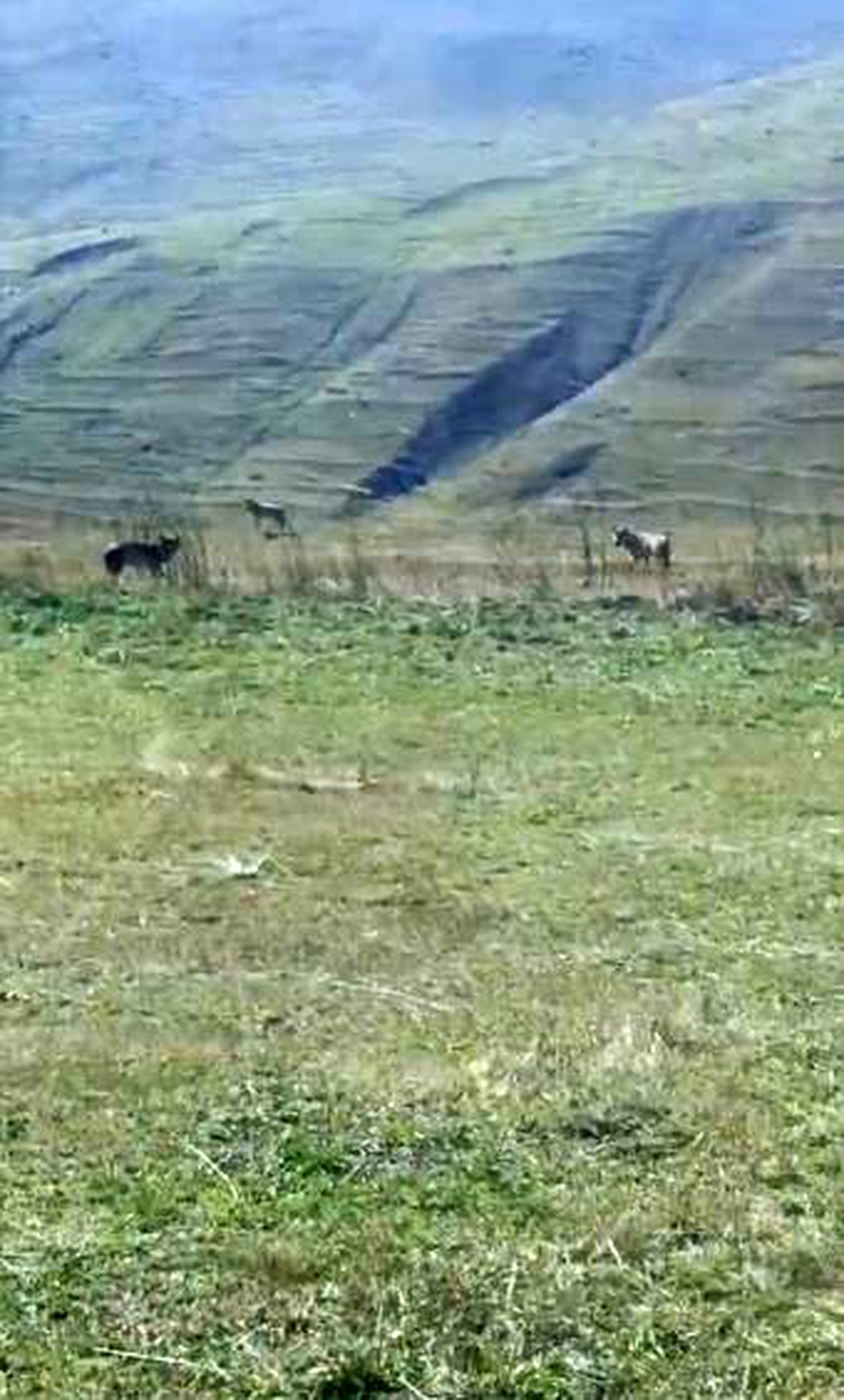 Ardahan Damal'da kurtlar ölü ineğin etrafında beslenirken cep telefonuyla kaydedildi