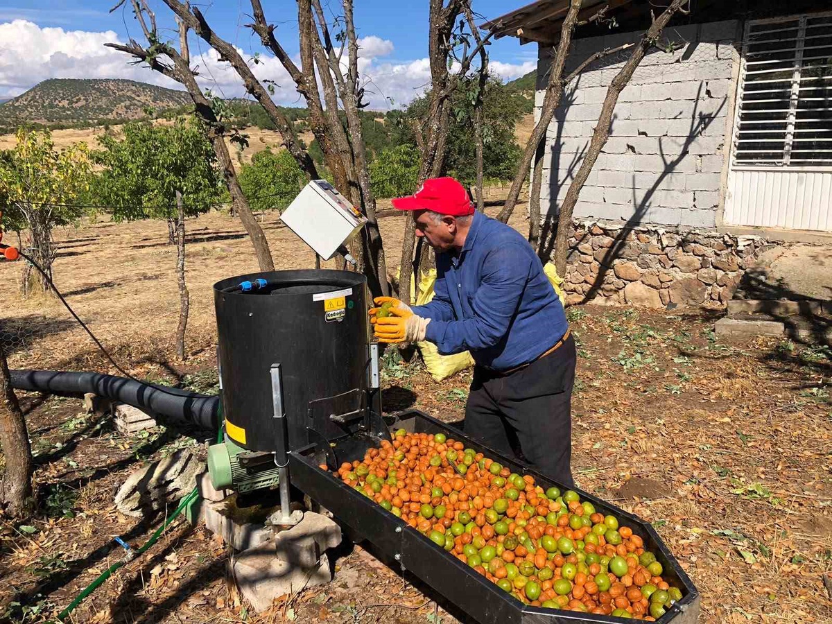 Bingöl Solhan'da ceviz hasadı başladı, 150 dönümden 6 ton rekolte bekleniyor