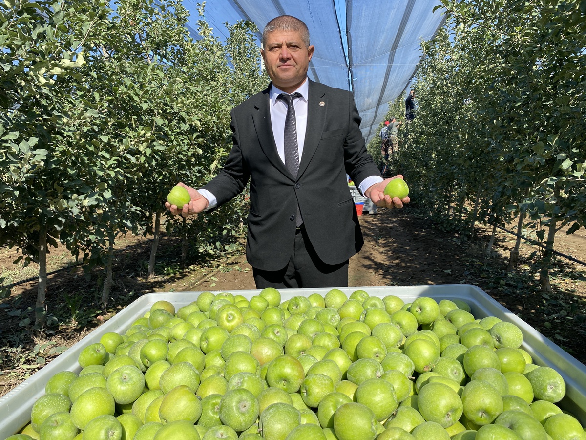 Isparta'da elma hasadı başladı, 1 milyon 250 bin tonluk rekolte bekleniyor