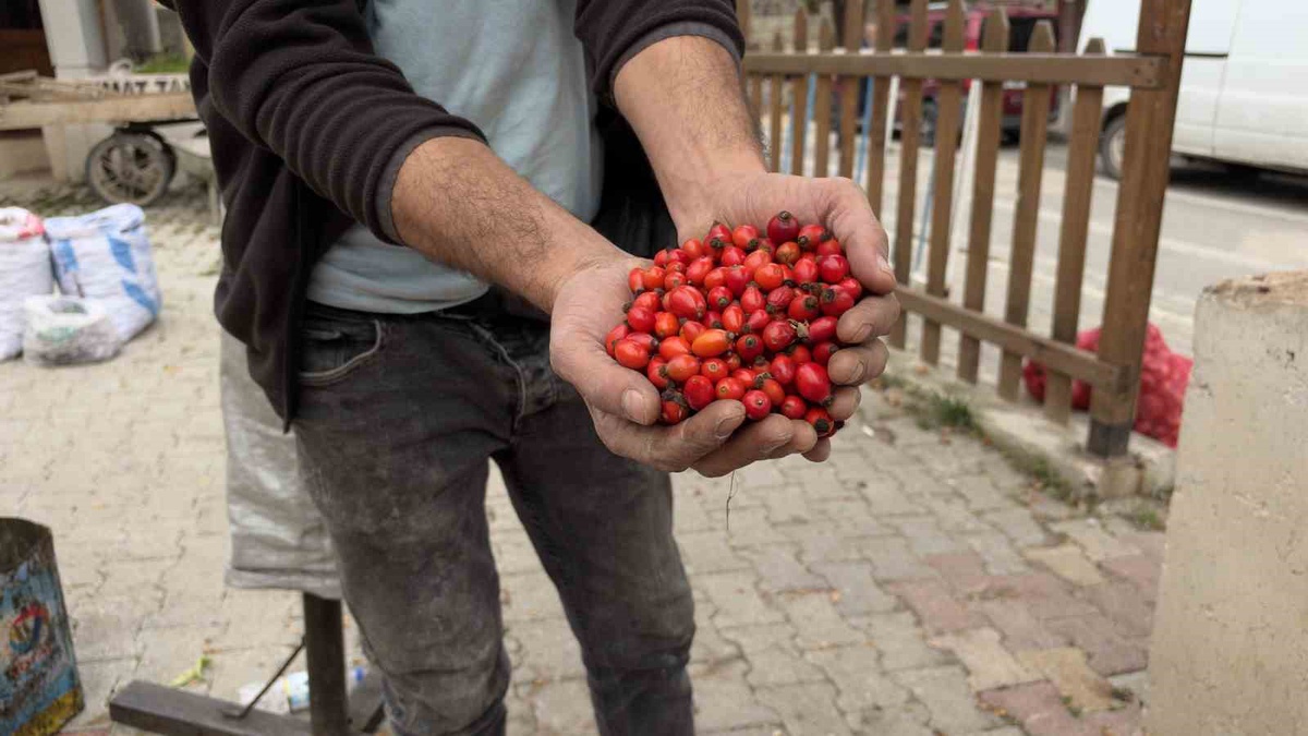 Tokat'ta kuşburnu bolluğu fiyatı 100 TL'den 50 TL'ye düşürdü