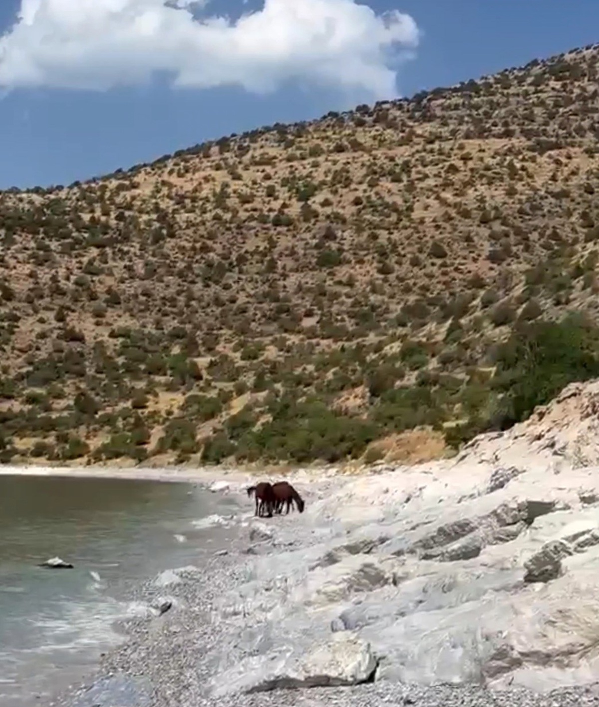 Van Gevaş'ta yılkı atları Van Gölü kıyısındaki tepelerde görüntülendi