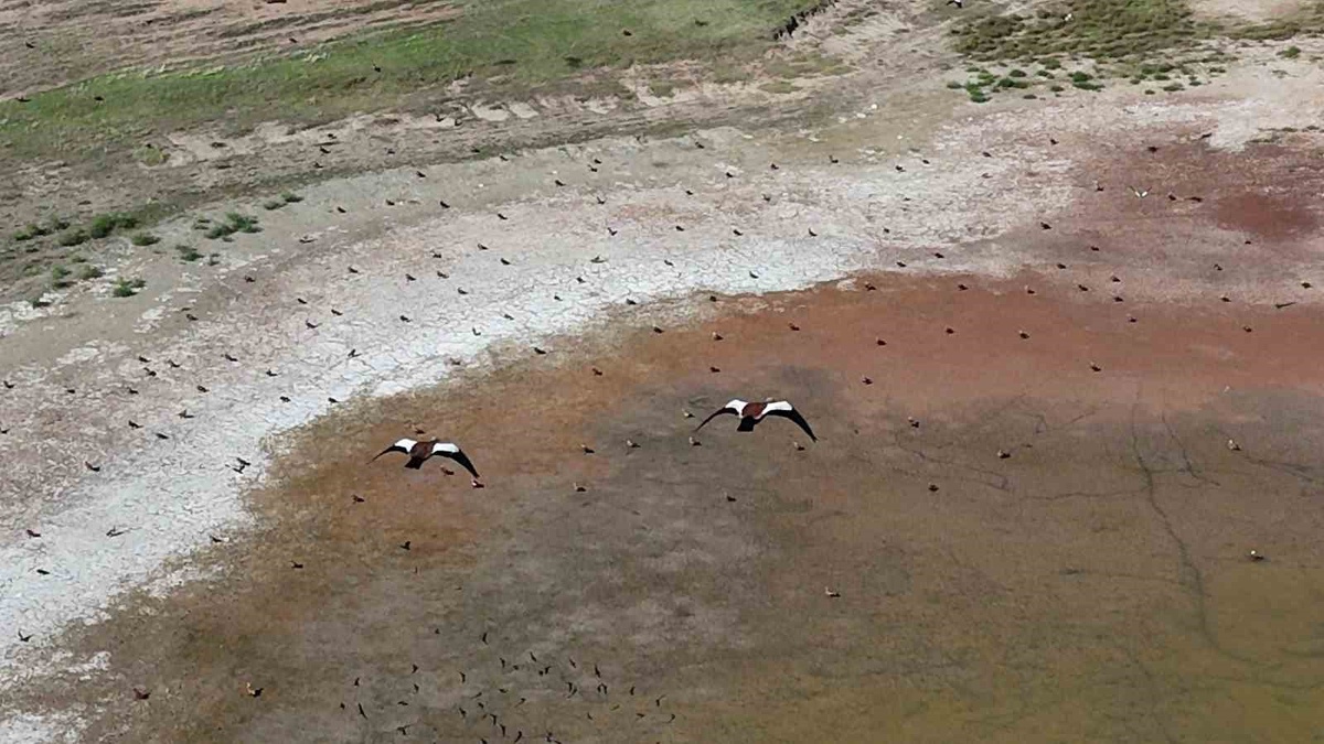 Yozgat'ta köylülerin koruduğu yüzlerce angut kuşu dronla görüntülendi