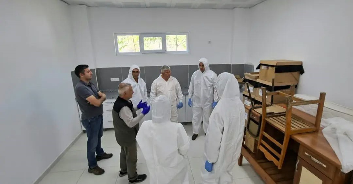 Aydın'da kestane gal arısına karşı Torymus sinensis üretim artışı 2027'de planlanıyor