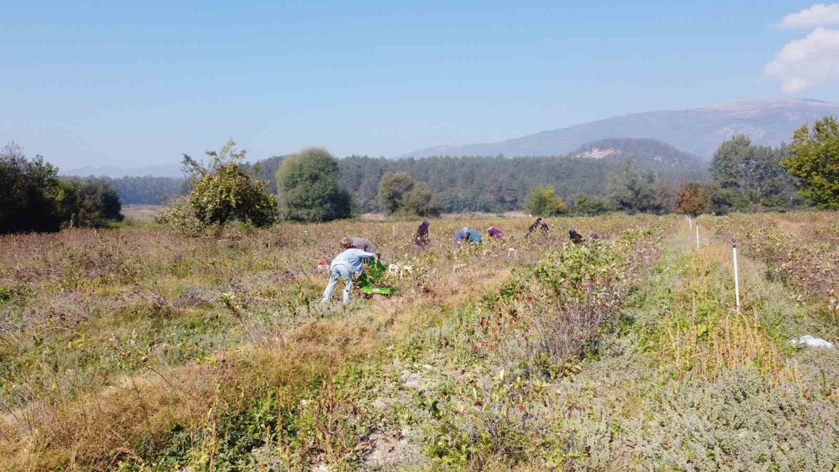 Bolu Mudurnu'da aronya yetiştiren Acar çifti, 10 dönümde yüksek verim aldı