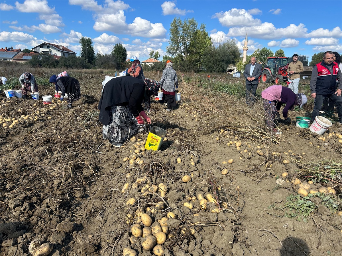Devrekani'de yaklaşık 1250 dekarda patates hasat sezonu şenlikle başlatıldı