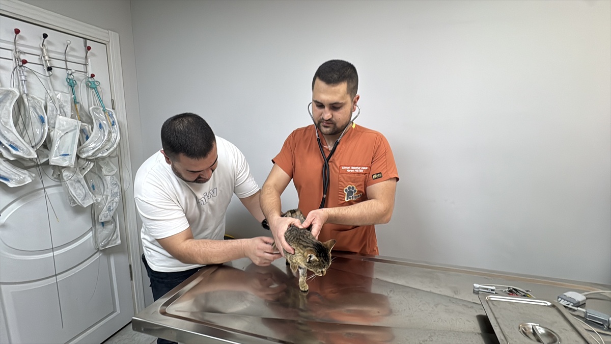 Diyafram fıtığı olan kedi Ballı, Afyonkarahisar'da operasyonla rahat nefes aldı