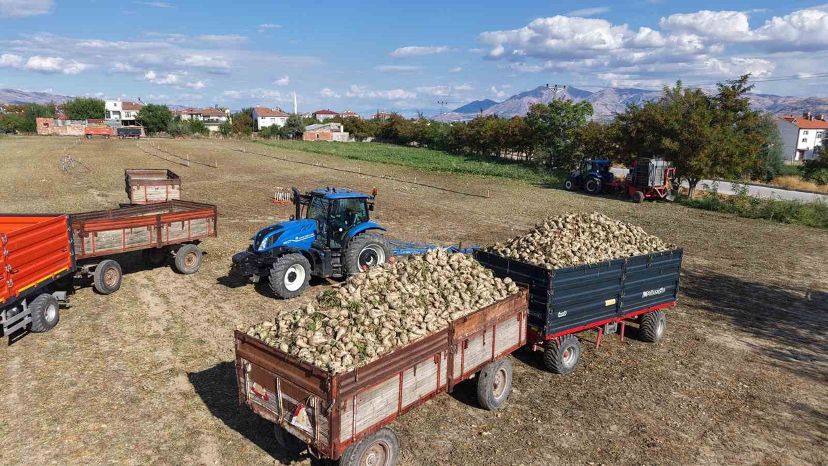 Elazığ Şeker Fabrikası'nda 240 bin ton pancar işleme hedefiyle hasat başladı