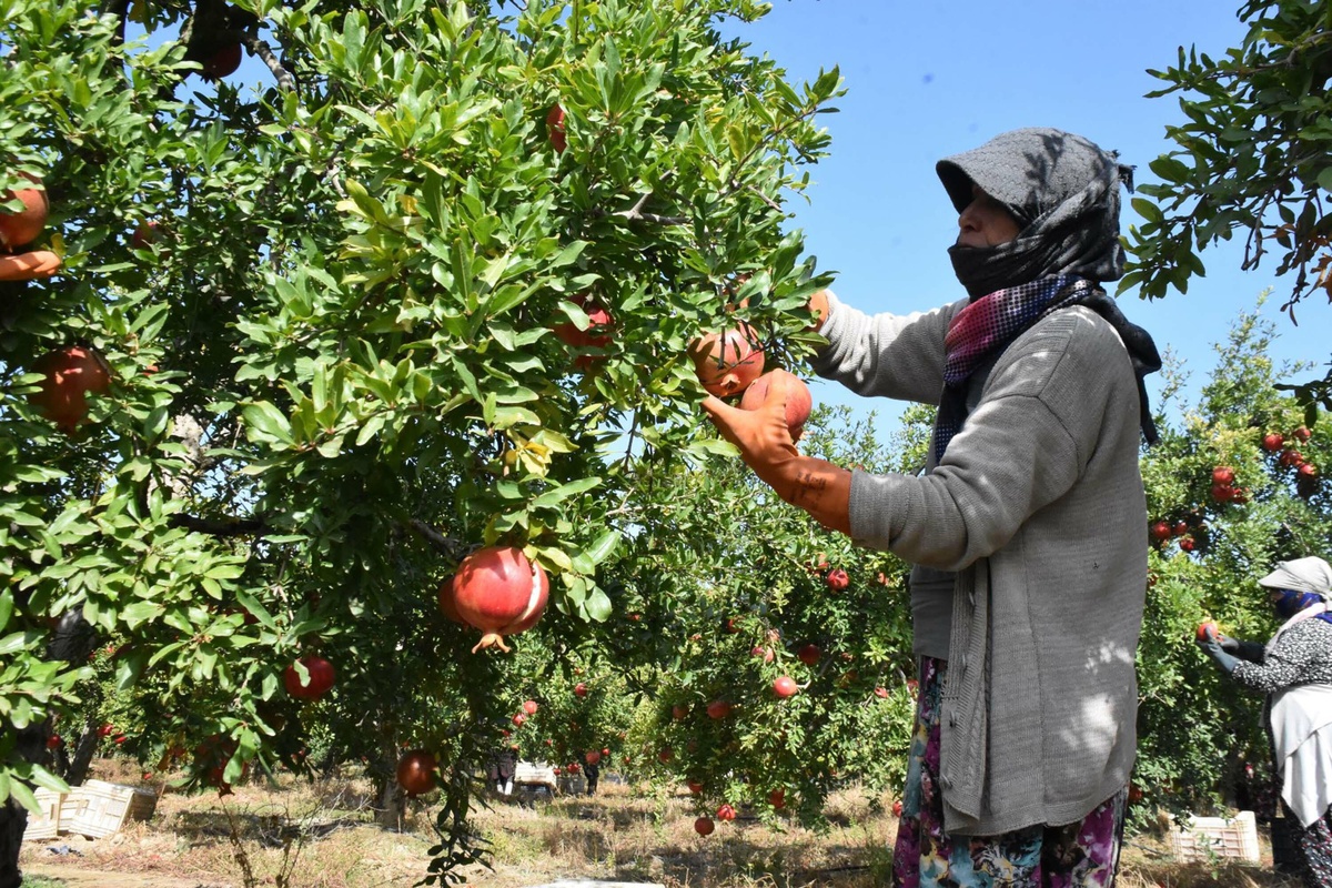İzmir Selçuk'ta Hicaz narı hasadı başladı, ilk ihracat Selçuk'tan yapılıyor