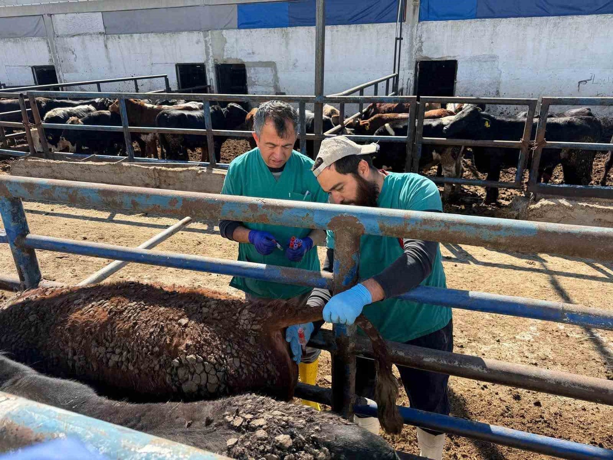 Kütahya Kırgıllı'da Uruguay'dan getirilen sığırlara sağlık kontrolü yapıldı