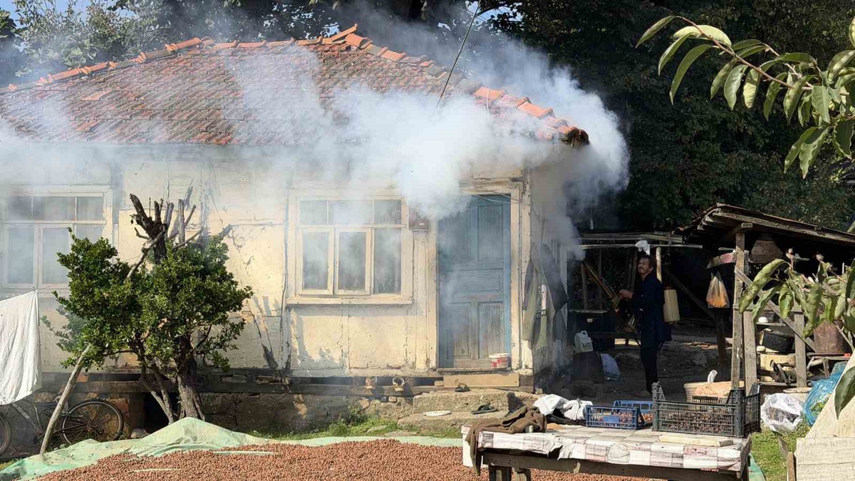 Sakarya Ferizli'de vatandaşlar kokarca istilasına tavuk ve hindilerle mücadele ediyor