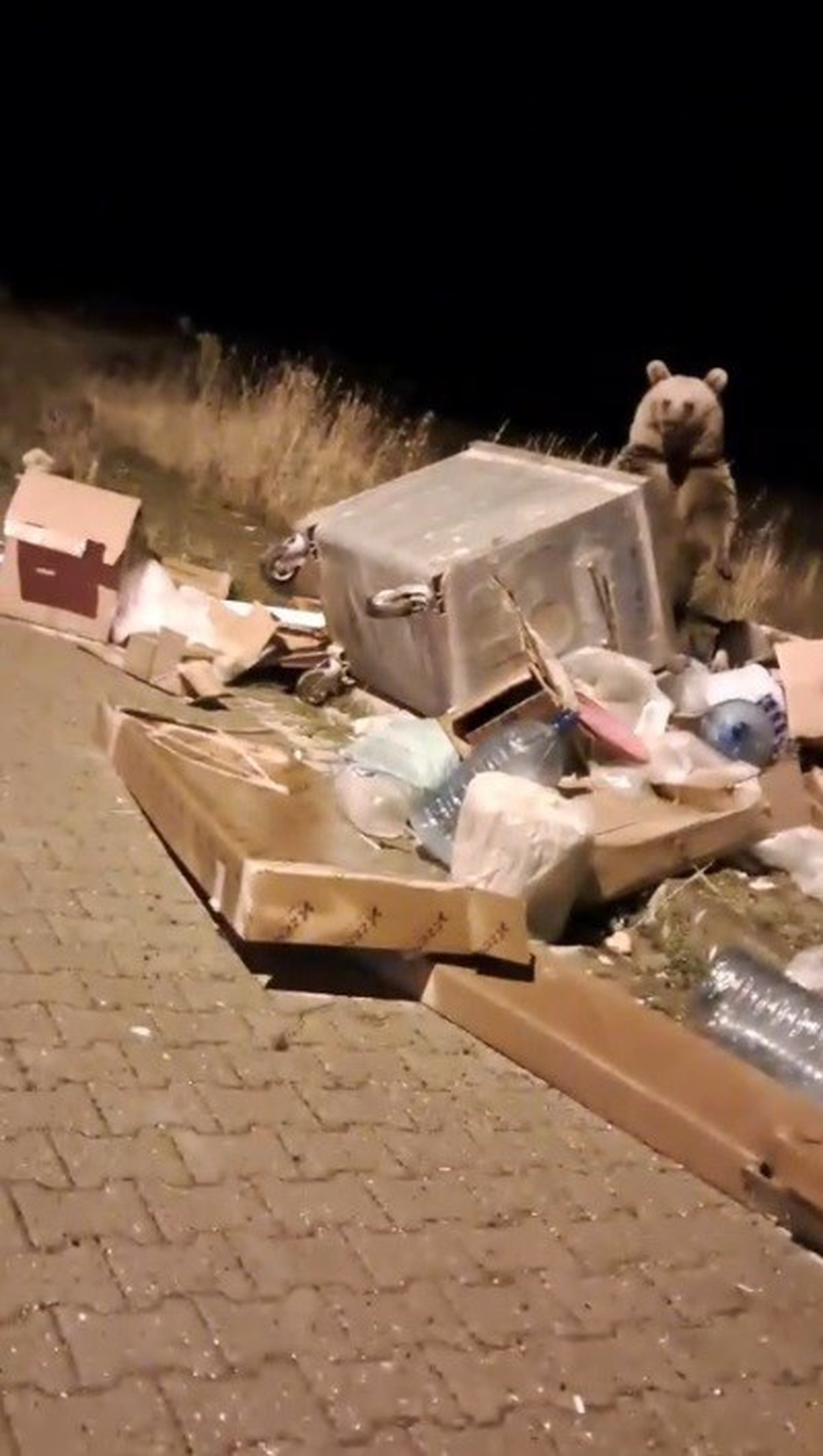 Sarıkamış'ta kış uykusu öncesi yiyecek arayan boz ayılar çöp konteynerlerine dadandı