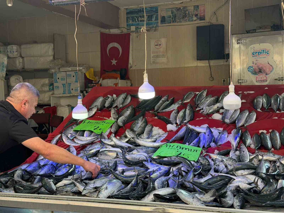 Sinop Türkeli'de palamut bolluğu fiyatları düşürdü, tanesi 75 liraya kadar indi