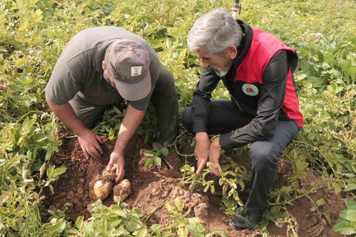 Sivas'ta 100 bin dekar patatesin hasadı 29 Ekim'de başlıyor; yılın son sökümü olacak