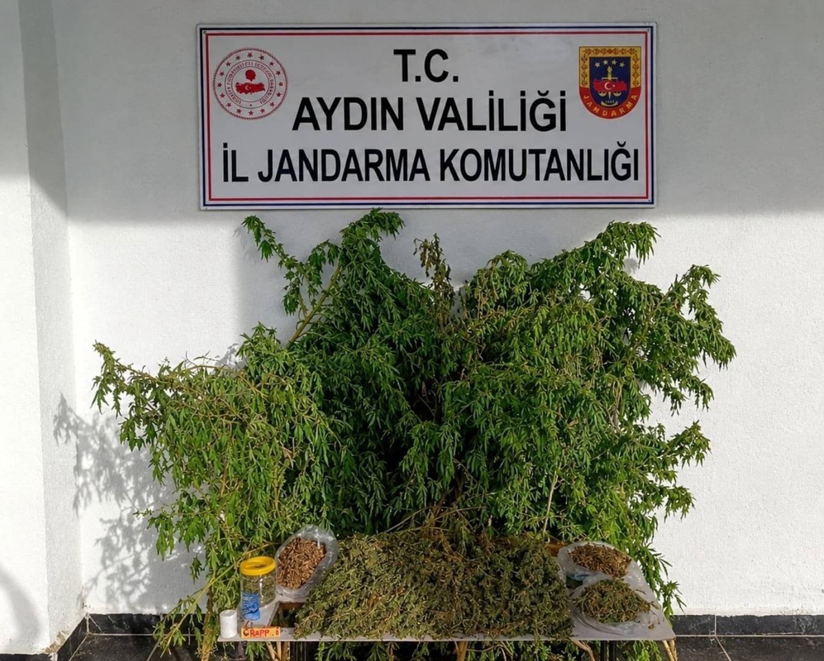 Aydın İncirliova'da ev baskınında 3 bin 42 gram esrar ve 47 kök kenevir ele geçirildi