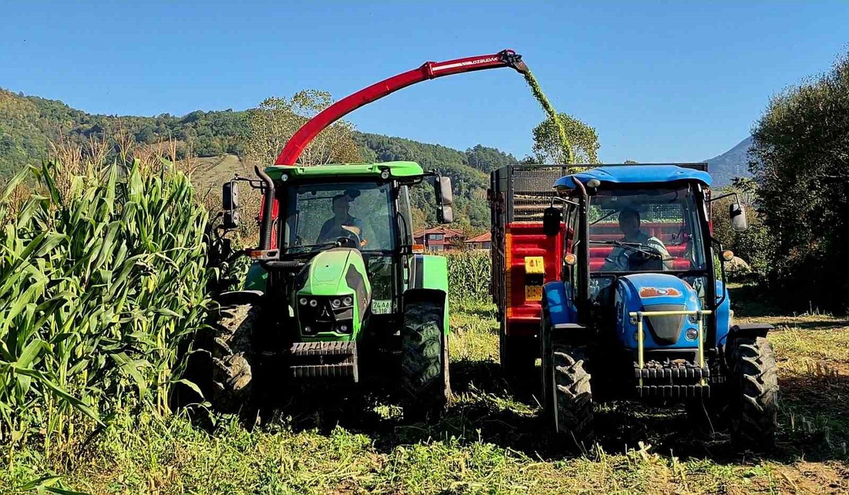 Bartın'da silajlık mısır hasadı başladı, 120 bin ton rekolte bekleniyor