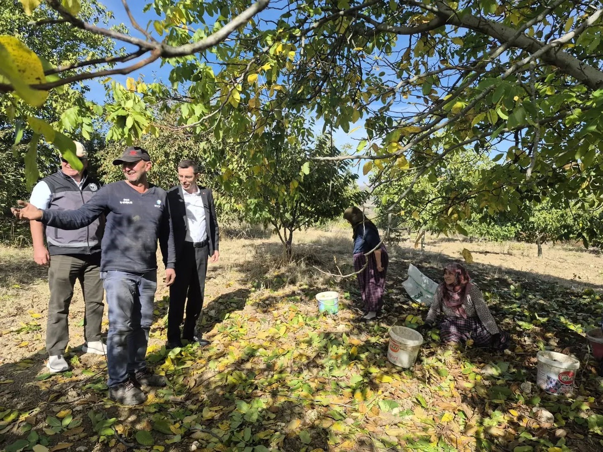 Bilecik Yenipazar'da ceviz hasadı başladı, Kaymakam Polat üreticilerle buluştu