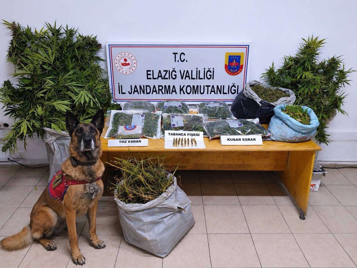 Elazığ'da operasyonda bin 256 kök kenevir ele geçirildi, 3 şüpheli tutuklandı