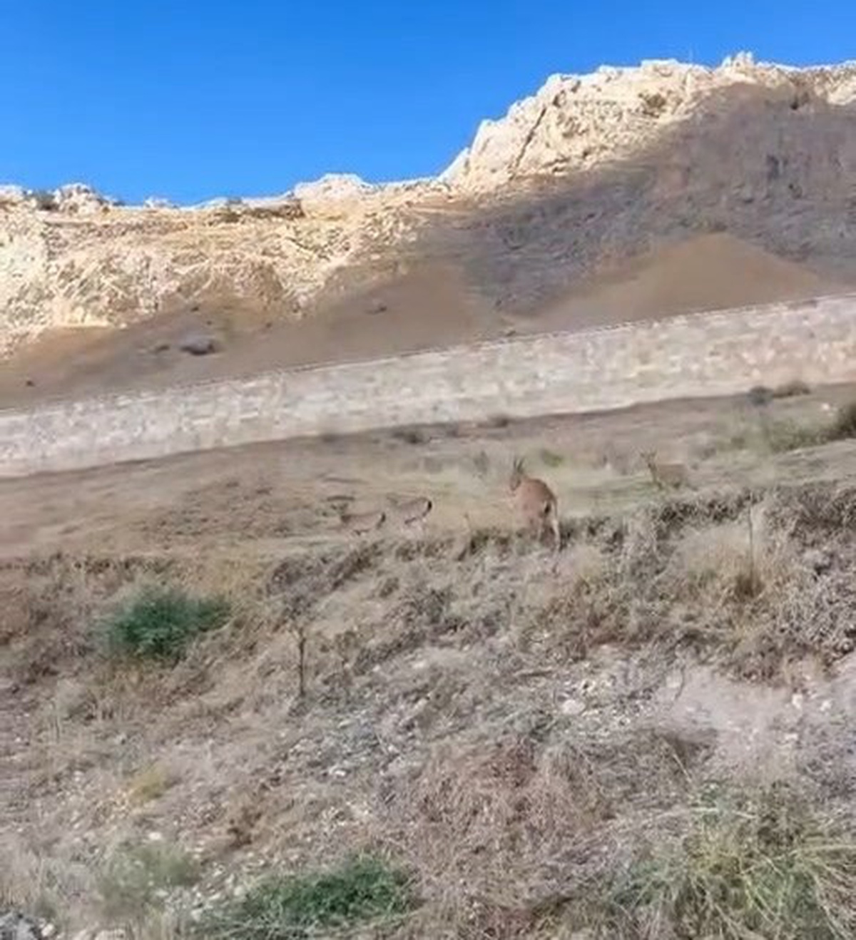 Elazığ Palu'daki tarihi kalede avlanması yasak dağ keçileri görüntülendi