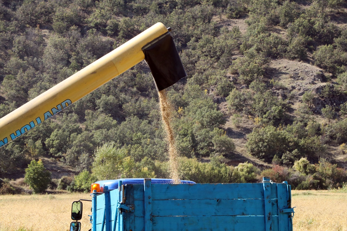 Ilgaz'da coğrafi işaretli sarıkılçık çeltiğinde hasat başladı, şeker oranı sıfır