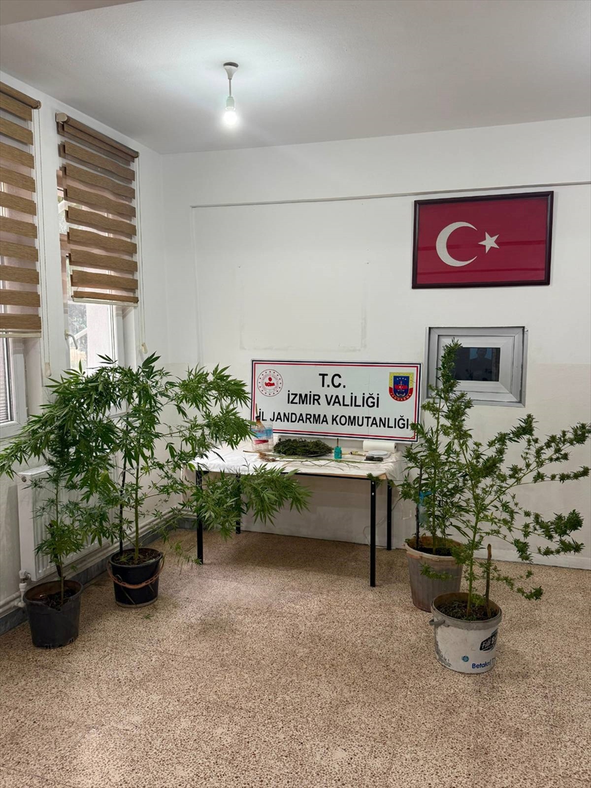 İzmir Kemalpaşa'da operasyonda 12 kök kenevir ve 280 gram esrar ele geçirildi