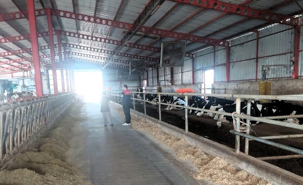 Kırklareli Pınarhisar'da hayvancılık işletmelerinde hayvan sağlığı denetlendi