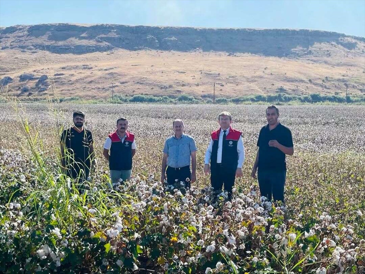 Şırnak Cizre'de pamuk hasadında biçerdöver denetimi ve verim tespiti yapılıyor