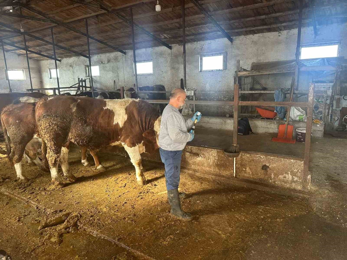 Aydıntepe'de şap aşılama 13 köye ulaştı, buzağı küpeleme de yapıldı