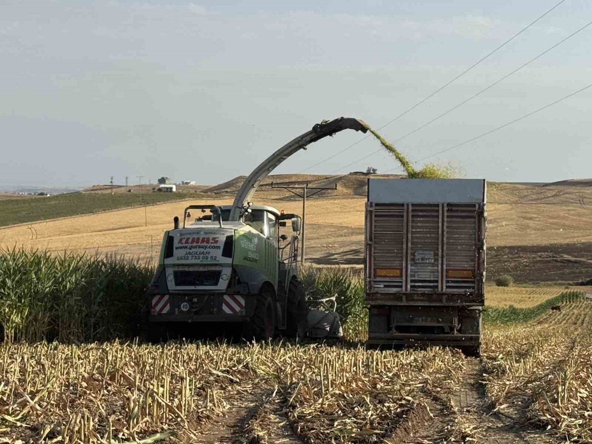 Diyarbakır'ın Sur ilçesinde silajlık mısır hasadı başladı, dönümde 5-6 ton bekleniyor