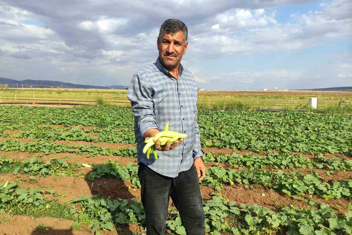 Gaziantep Araban'da turşuluk acur hasadı başladı, kilogramı 30 TL'den satılıyor