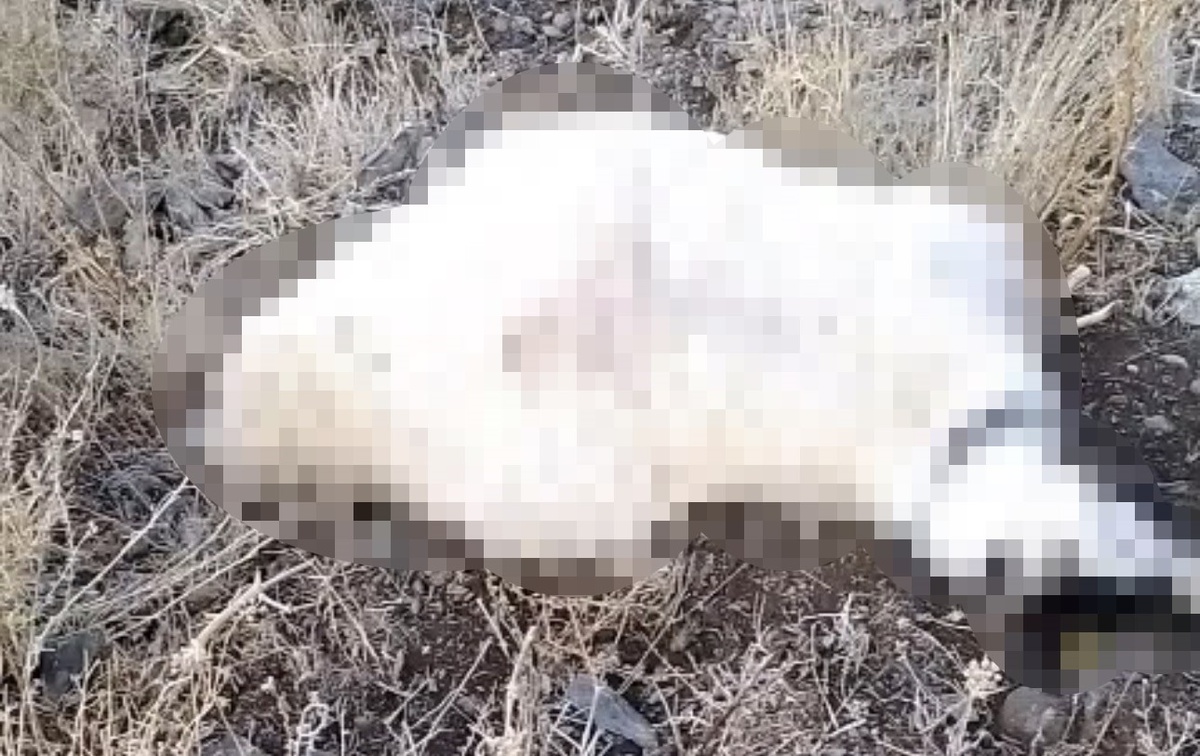 Hakkari Yüksekova'da yaylaya yıldırım isabet etti, çok sayıda küçükbaş telef oldu
