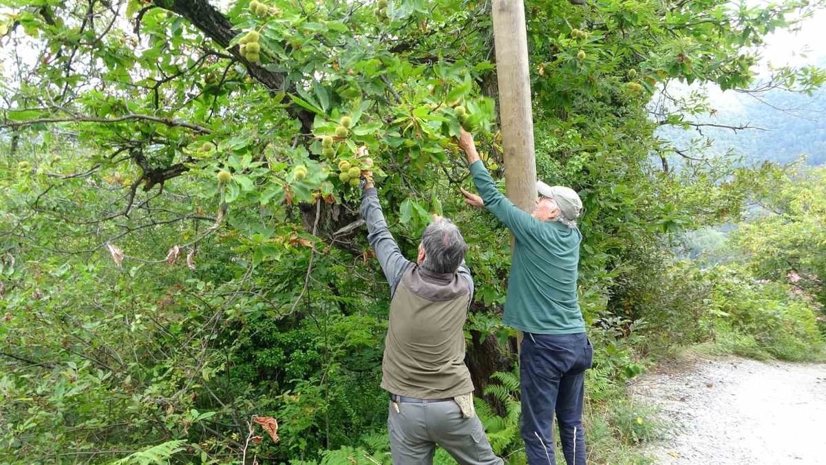 Kastamonu'da kuzu kestanesi hasadı başladı, kilogramı 250-350 TL alıcı buluyor