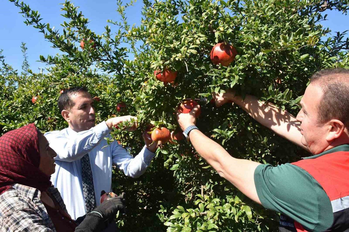 Muğla'nın Ortaca ilçesinde nar hasadı Kaymakam Aktaş'ın katılımıyla gerçekleştirildi