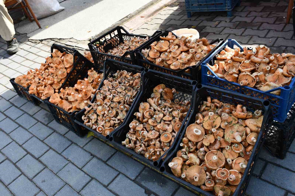 Samsun Vezirköprü’de kanlıca mantarı tezgahlarda kilogramı 200-350 TL’den satılıyor