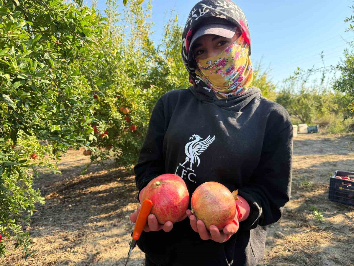 Antalya Serik'te nar hasadı yağış uyarısıyla erken başladı; tarlada kilosu 15-30 TL