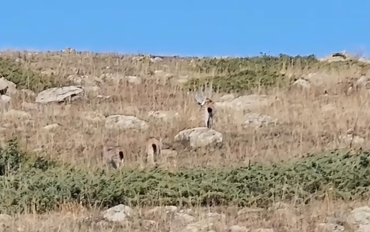 Ardahan'da vaşak ve iki yavrusu cep telefonu kamerasıyla görüntülendi
