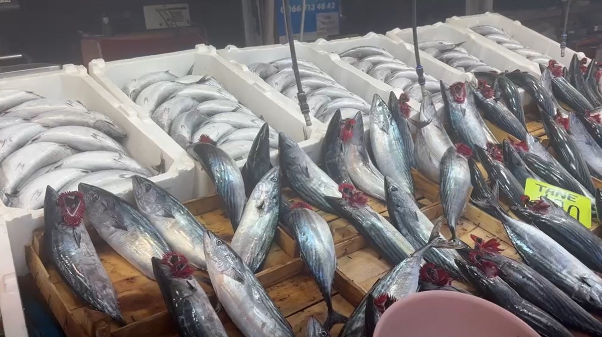 Balıkesir Bandırma'da palamut bolluğu var, 1 kiloluk palamut 100 liradan satılıyor