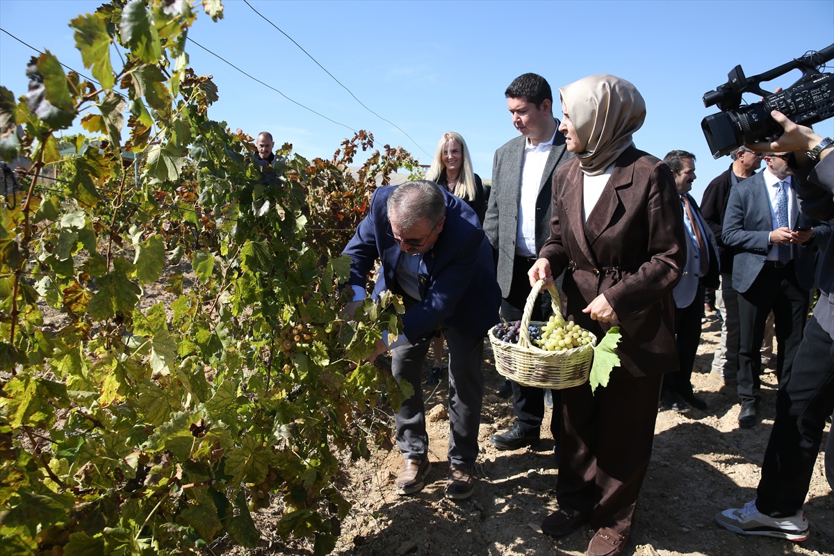 BBP lideri Destici, Eskişehir Günyüzü'nde yaklaşık 820 yıllık köyde üzüm topladı