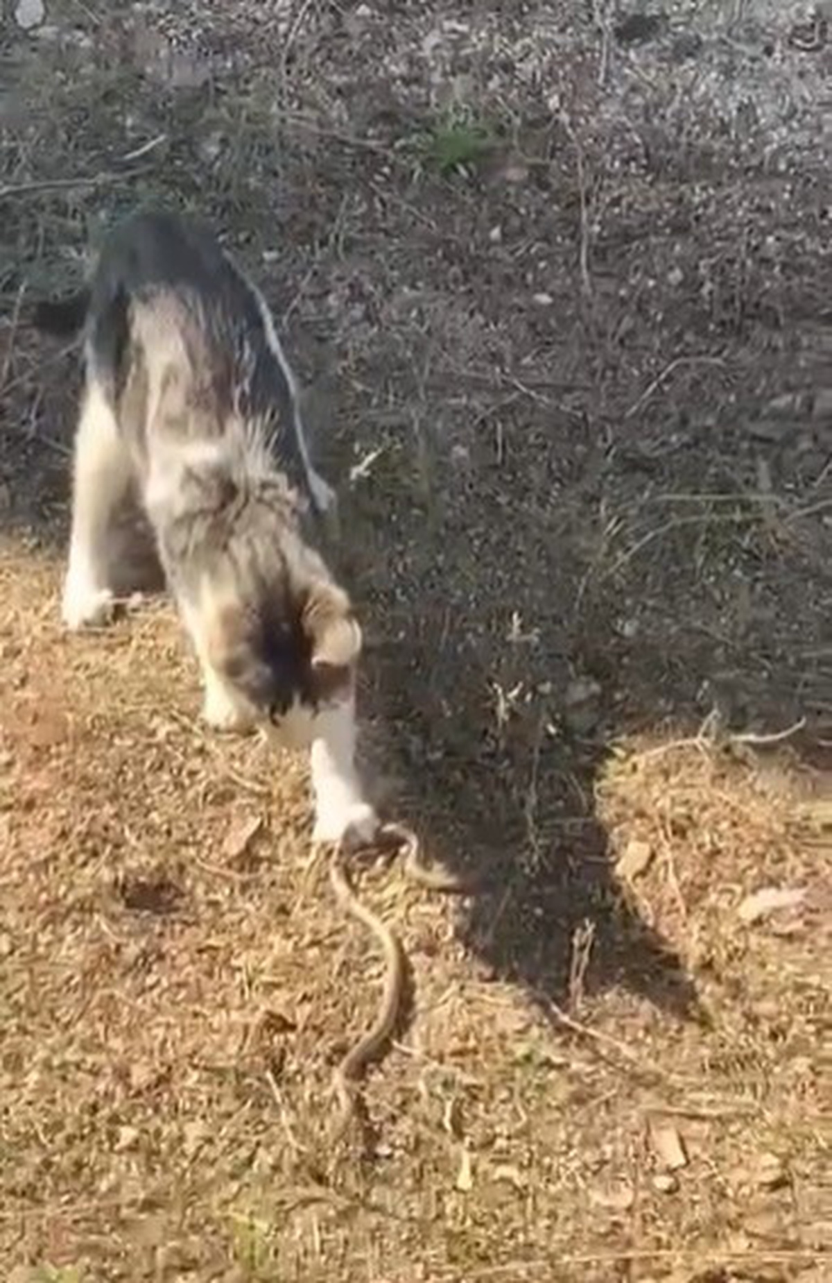 Bilecik'te kedi, fareyle oynar gibi yılanla oynarken cep telefonu kamerasına yansıdı