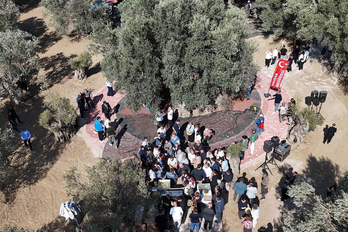 Bin yıllık zeytin ağacından hasat yapıldı, anında tadıldı