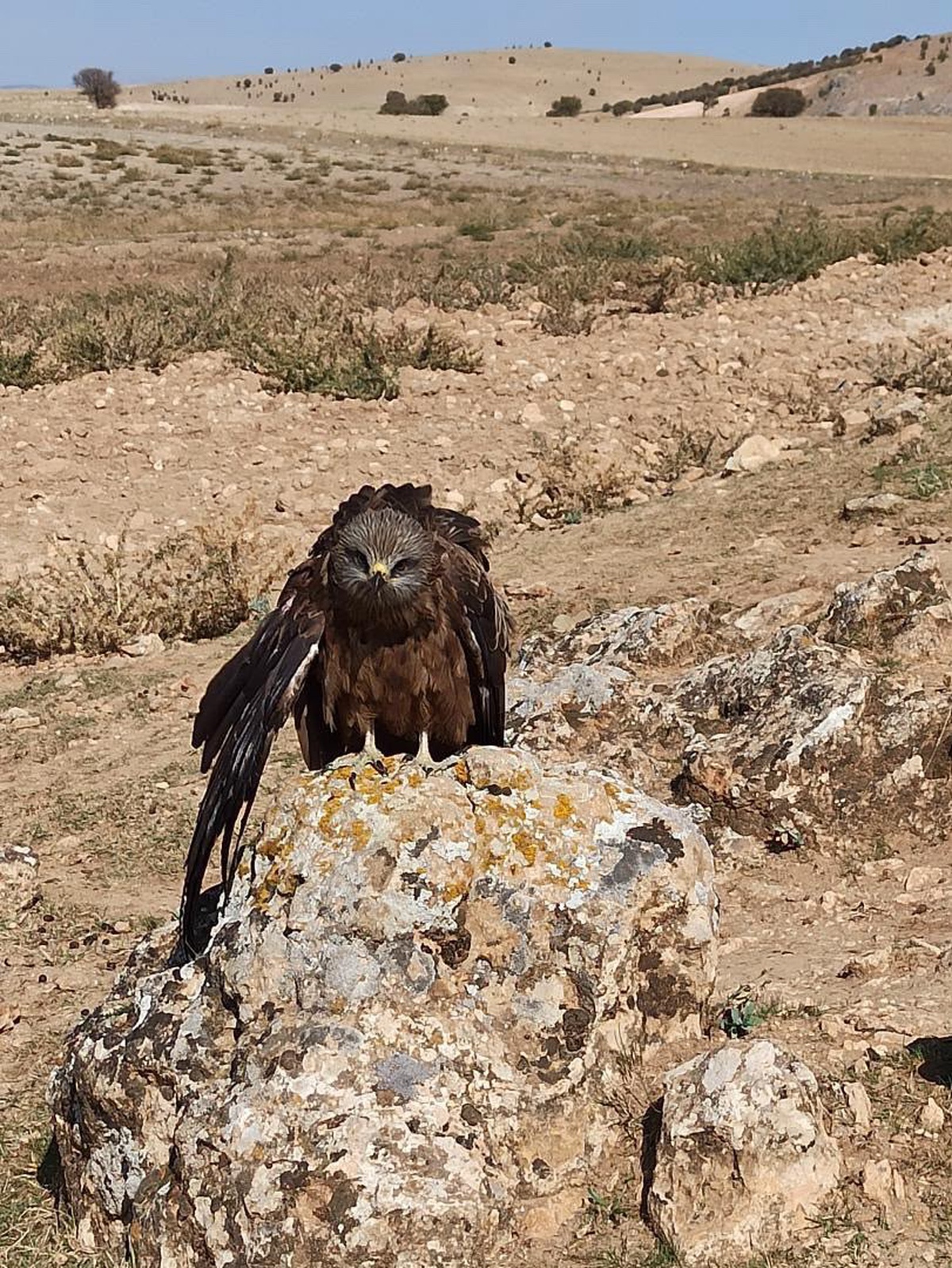 Elazığ'ın Hıdır Baba köyünde yaralı ve bitkin çaylak kuşu yetkililere teslim edildi