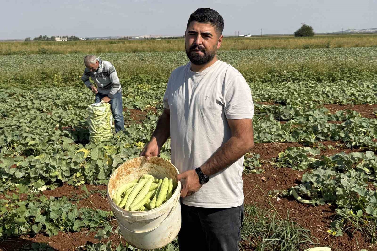 Gaziantep Oğuzeli'nde turşuluk acur hasadı başladı, işçiler 1300 TL yevmiye alıyor
