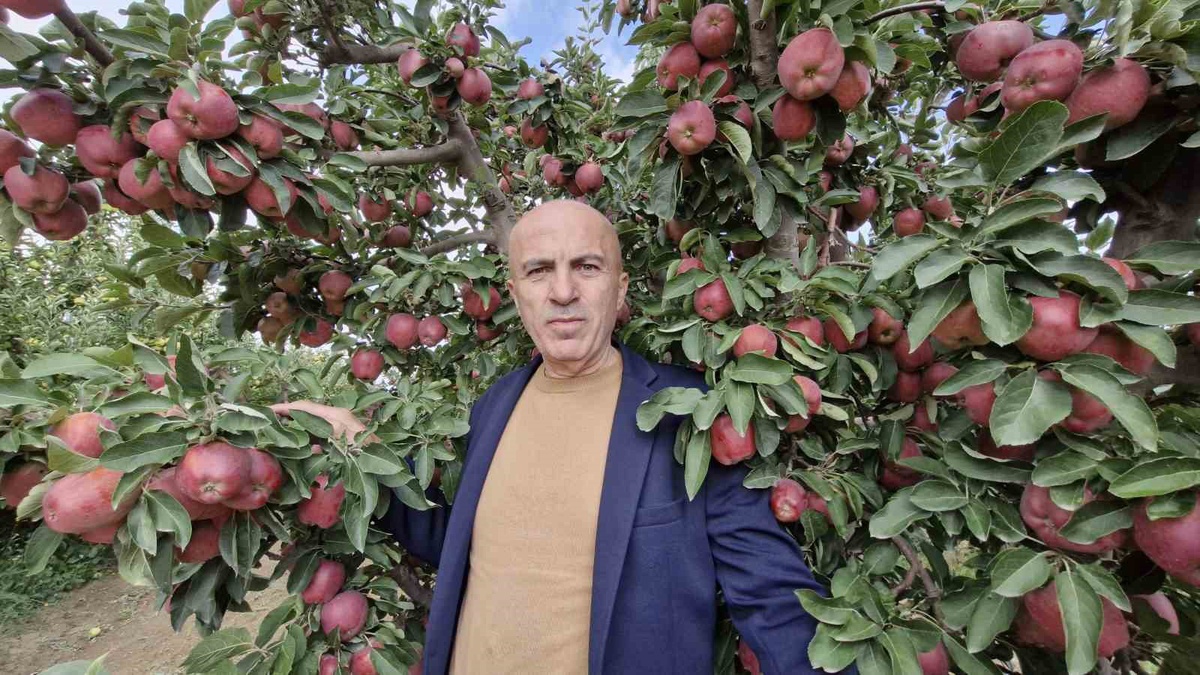 Karaman'da elma rekoltesi yüksek çıkınca fiyat 10 liraya kadar geriledi