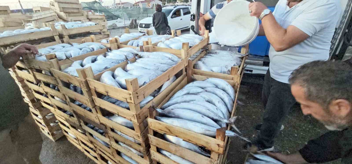 Kastamonu Cide'de palamut bolluğu kiloluk balığın fiyatını 40-60 TL'ye düşürdü